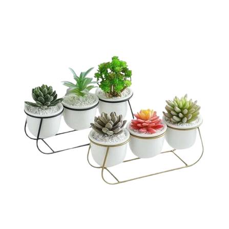 Bacci Home – Metal Sled with Succulents