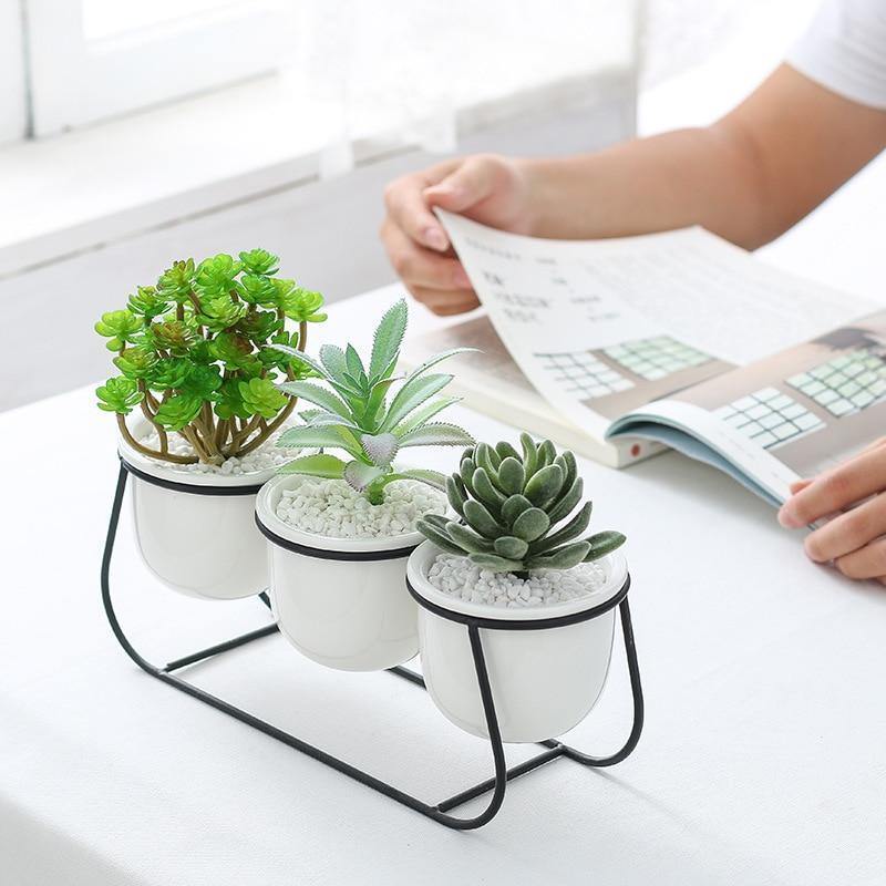 Bacci Home – Metal Sled with Succulents