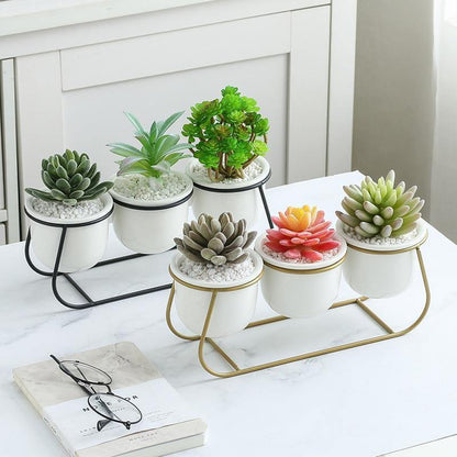 Bacci Home – Metal Sled with Succulents